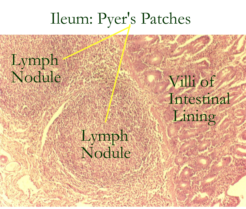 Biology 2404 A&P Basics